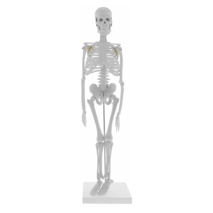 45cm Human Skeleton Anatomy Model