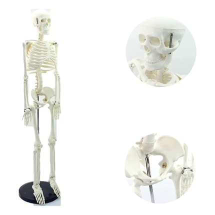 45cm Human Skeleton Anatomy Model