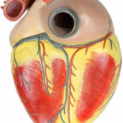 Human Heart Model