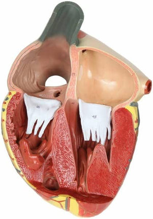 Human Heart Model