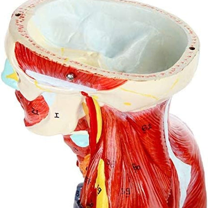 Full Human Anatomy Model