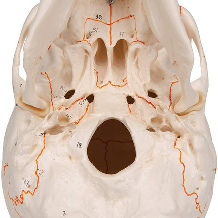 Anatomy Model of Human Skull