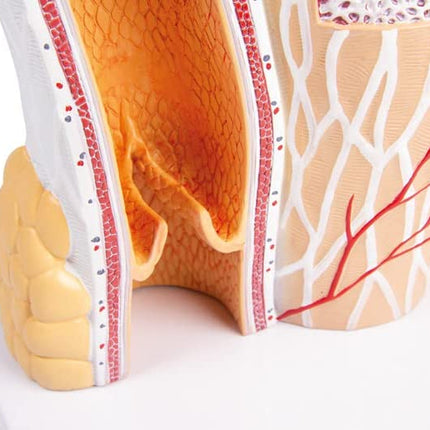 Artery & Vein Model Anatomy Model