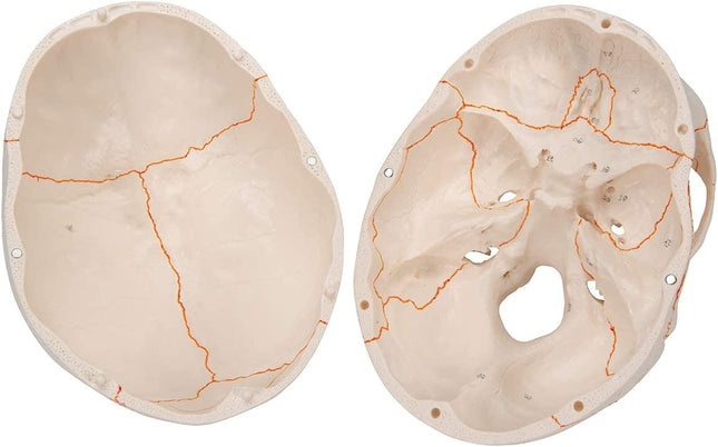 Anatomy Model of Human Skull