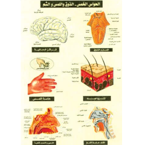 5 Sense Chart - Touch & Smell