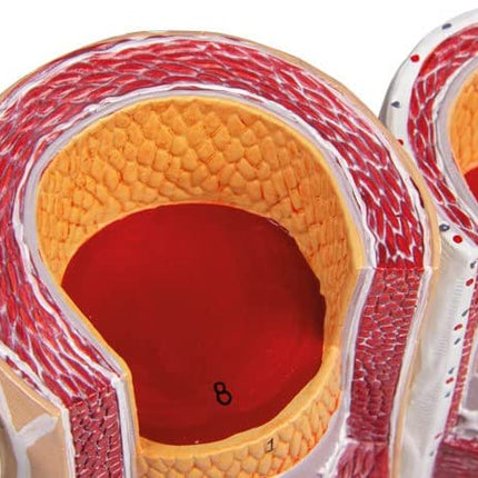 Artery & Vein Model Anatomy Model