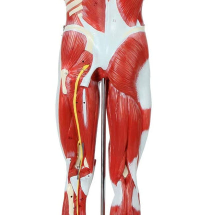 Full Human Anatomy Model