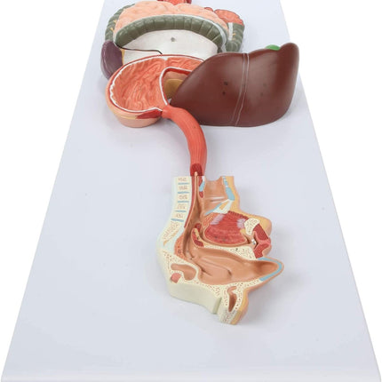 Digestive System Anatomy Model