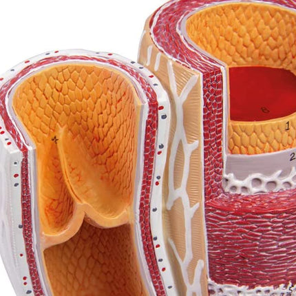 Artery & Vein Model Anatomy Model