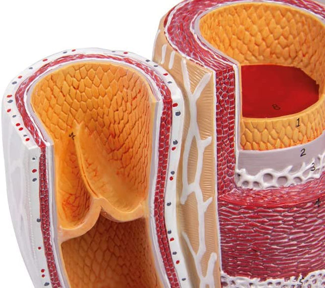 Artery & Vein Model Anatomy Model