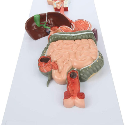 Digestive System Anatomy Model