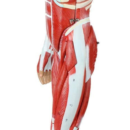 Full Human Anatomy Model