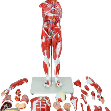 Full Human Anatomy Model