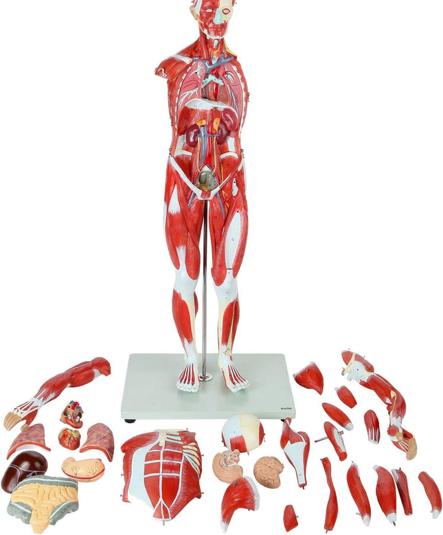 Full Human Anatomy Model