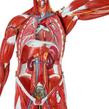 Full Human Anatomy Model