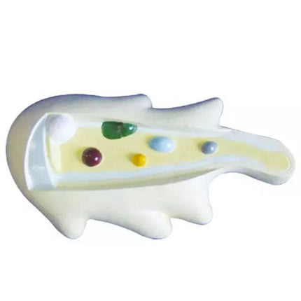 Amoeba Model