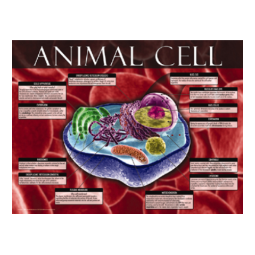 Animal Cell