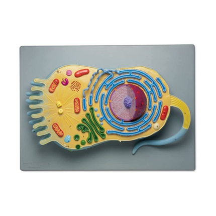 Eukaryotic Cell Animal Cell Model