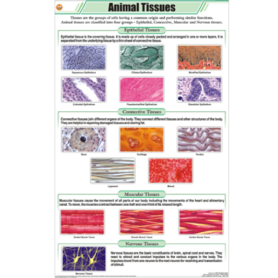 Animal Tissues