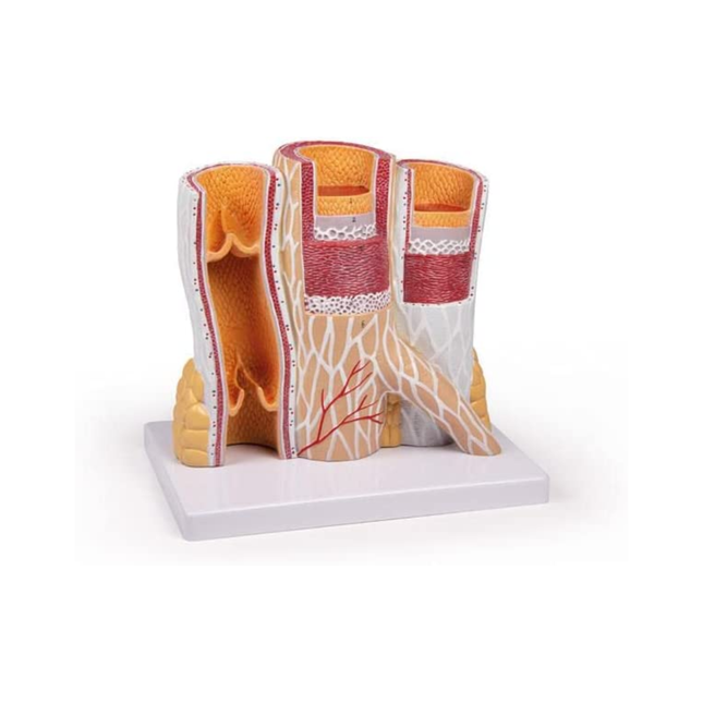 Artery & Vein Model Anatomy Model