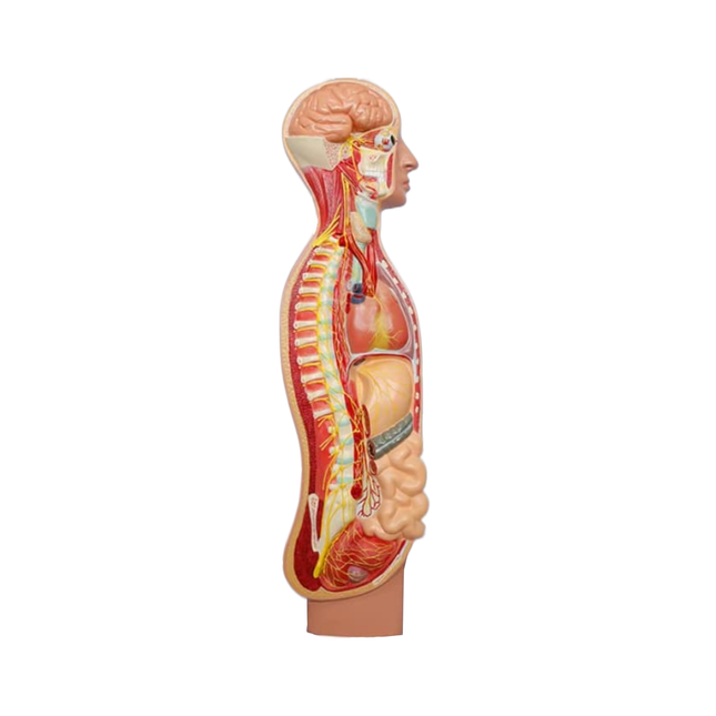 Autonomic Nervous System Model Full Size