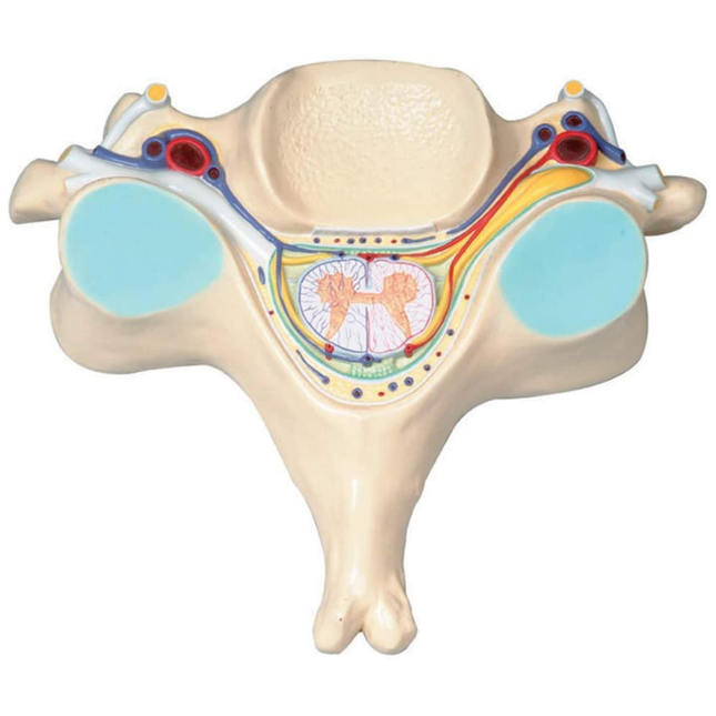 Section of Spinal Cord & Cerivical Vertebral Model