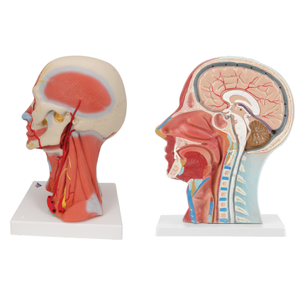 Section of Head & Neck Height