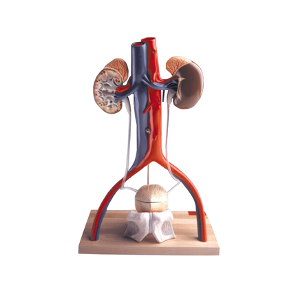 Male Urinary System Anatomy Model