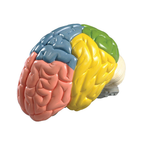 The Leaf of Brain Model