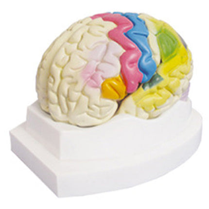 Functional Division of Brain Cortex Model