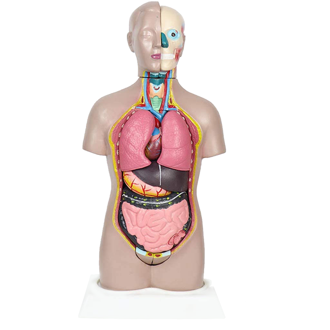 Unisex Torso 14 parts, 1/2 Life Size