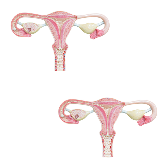 Model of Human Fygdte, Clearage & Development