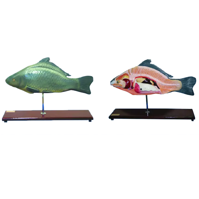 Fish Model