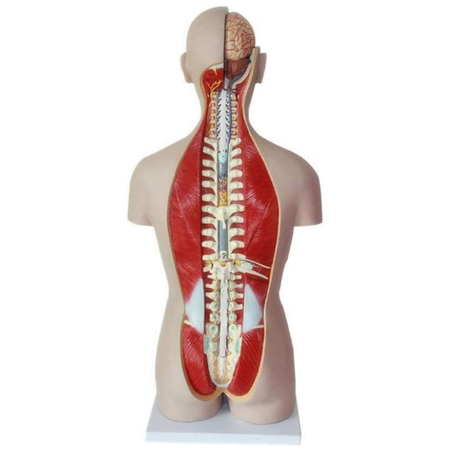 Anatomy Set Human Torso Model