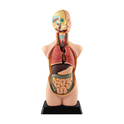 Set of 50cm Half Size Human Torso model