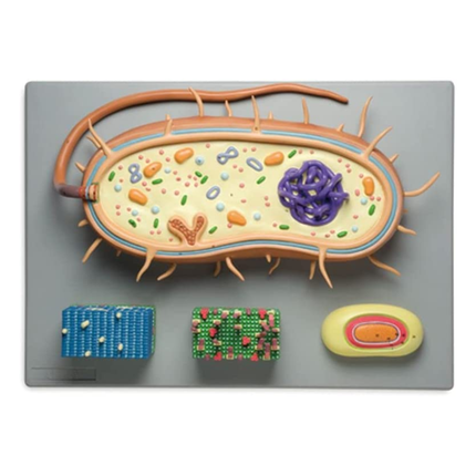 Prokaryotic Cell Bacterial Model