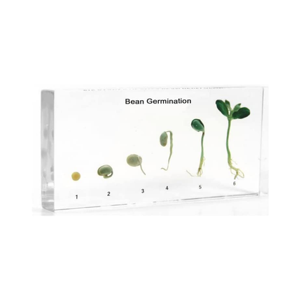 Real Life Specimens of Bean Dicot Root Germination Cycle Kit