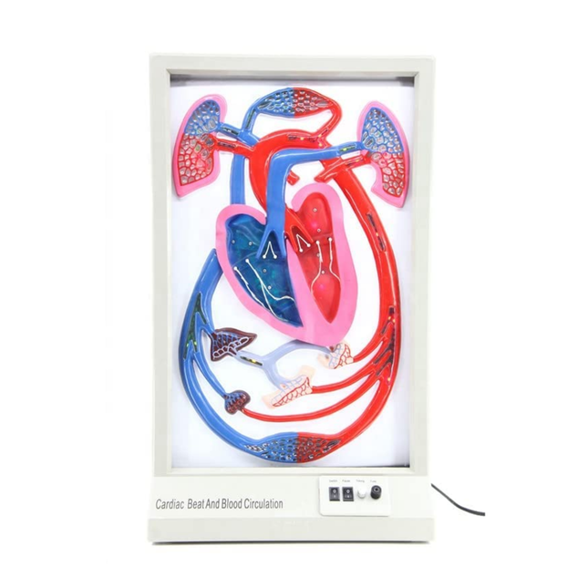 Electric Cardiac Beat and Blood Circulation Diagram Model