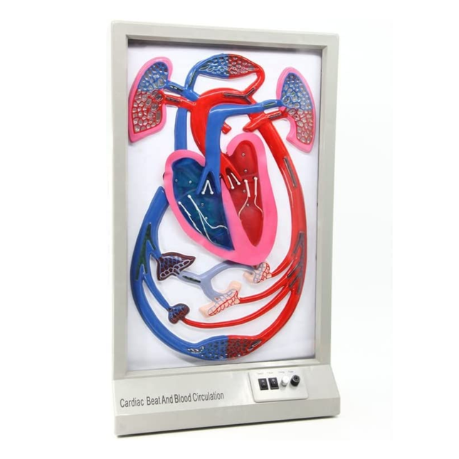 Electric Cardiac Beat and Blood Circulation Diagram Model