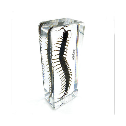 Centipede Specimen