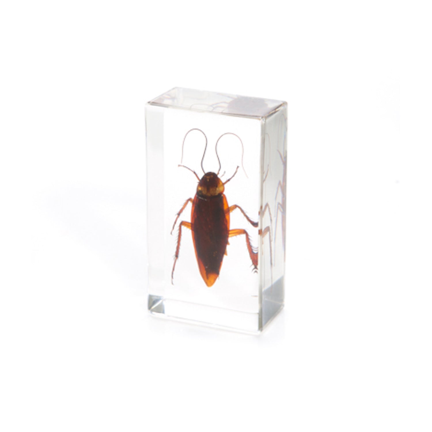 Ceramic Cockroach Real Cockroach Specimen – Vision International Medical & Scientific ...
