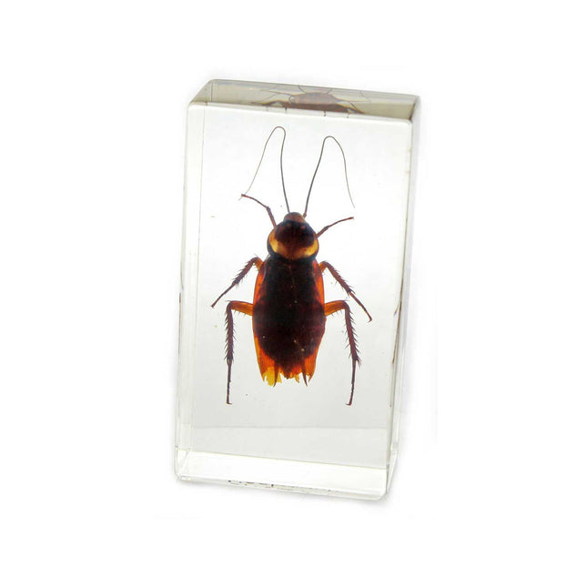 Real Cockroach Specimen