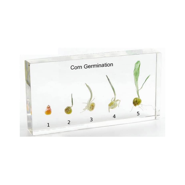 Real Life Specimens of Corn Monocot Root Germination Cycle Kit