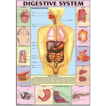 Digestive System