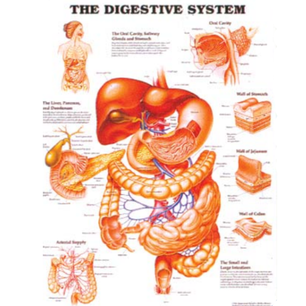 Digestive System