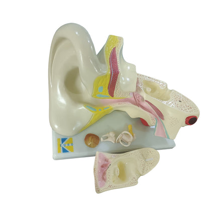 Ear Model Mounted on Baseboard