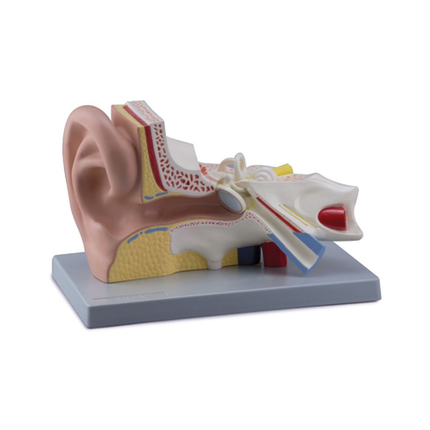 Expansion Anatomy Model of Ear Dissection (External, Middle & Internal Ear) 3 Parts