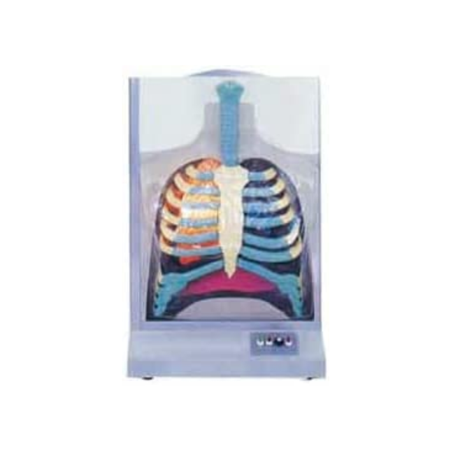 Luminescence Electric Human Respiratory System Model