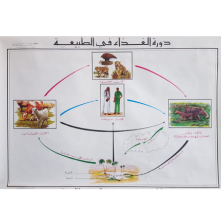 Food Chain Chart