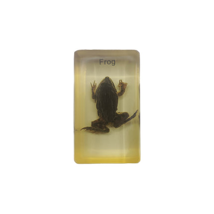 Frog Specimen